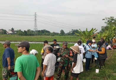 Babinsa 06/Ngaglik Ikut Turun Sawah Basmi Hama Tikus