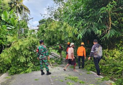 Babinsa Bersama Masyarakat Gerak Cepat Atasi Pohon Tumbang Babinsa Bersama Masyarakat Gerak Cepat Atasi Pohon Tumbang