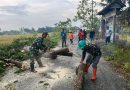 Bersama relawan, Babinsa Godean Atasi Pohon Tumbang