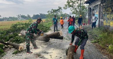 Bersama relawan, Babinsa Godean Atasi Pohon Tumbang
