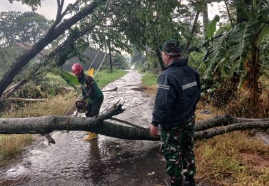 Babinsa Ngemplak Bersama Aparat Terkait dan Relawan, Evakuasi Pohon Tumbang