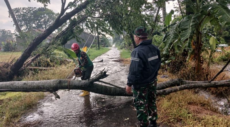 Babinsa Ngemplak Bersama Aparat Terkait dan Relawan, Evakuasi Pohon Tumbang