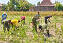 Semangat Babinsa Menjaga Ketahanan Pangan, Sentuhan Kasih untuk Bulir Jagung Gondanglegi