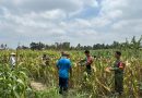 Sinergi Ketahanan Pangan, Koramil 04/Tempel dan Petani Mororejo Panen Jagung Bersama