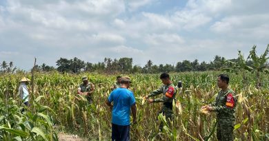 Sinergi Ketahanan Pangan, Koramil 04/Tempel dan Petani Mororejo Panen Jagung Bersama Sinergi Ketahanan Pangan, Koramil 04/Tempel dan Petani Mororejo Panen Jagung Bersama